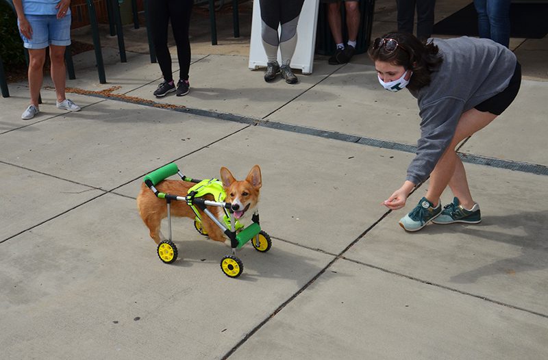 Boots the dog in his new mobility cart