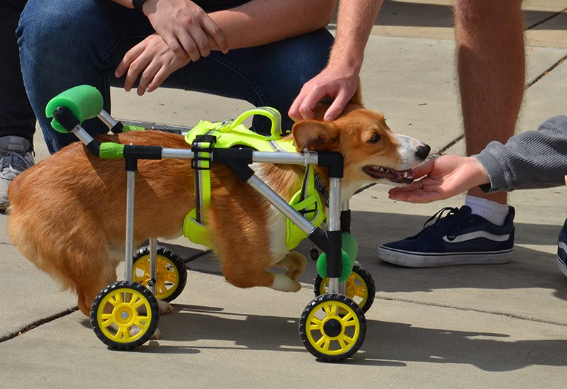 Close-up photo of Boots the dog in his new mobility cart