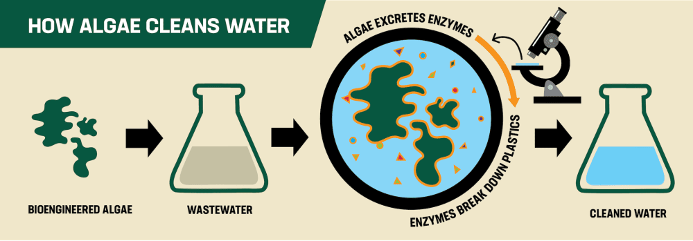 Graphic depicting how algae cleans water